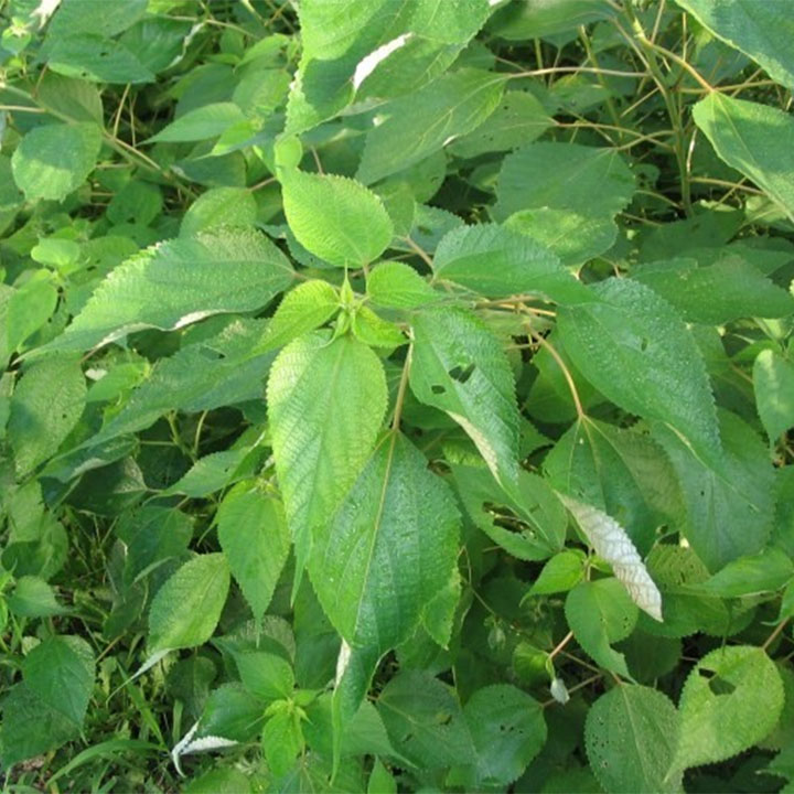 Củ gai 1kg (an thai)