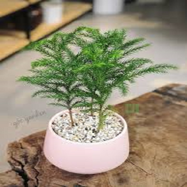 CÂY TÙNG BỒNG LAI SIÊU ĐẸP, VƯỢNG PHONG THỦY