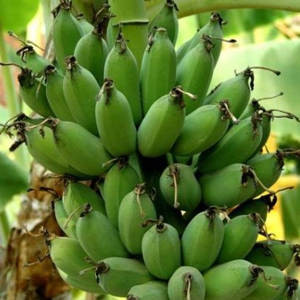 Cây Chuối Lùn, cây giống cấy mô, cam kết chất lượng cây giống