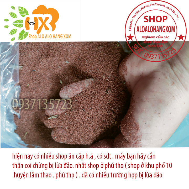hạt giống cây tràm úc - 500 gram