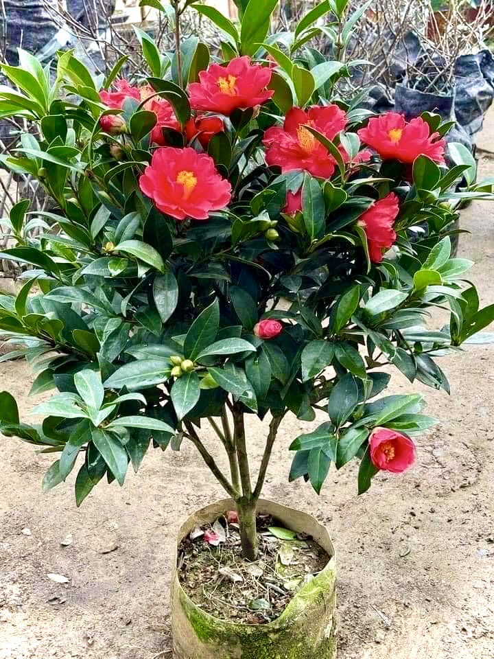 Cây trà tứ quý bông kép cao 70cm (ảnh thật)