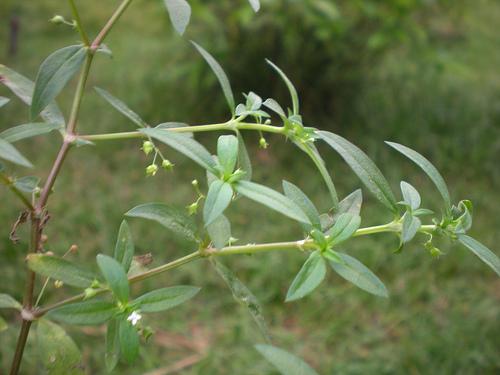 1kg Cây bạch hoa xà thiệt thảo