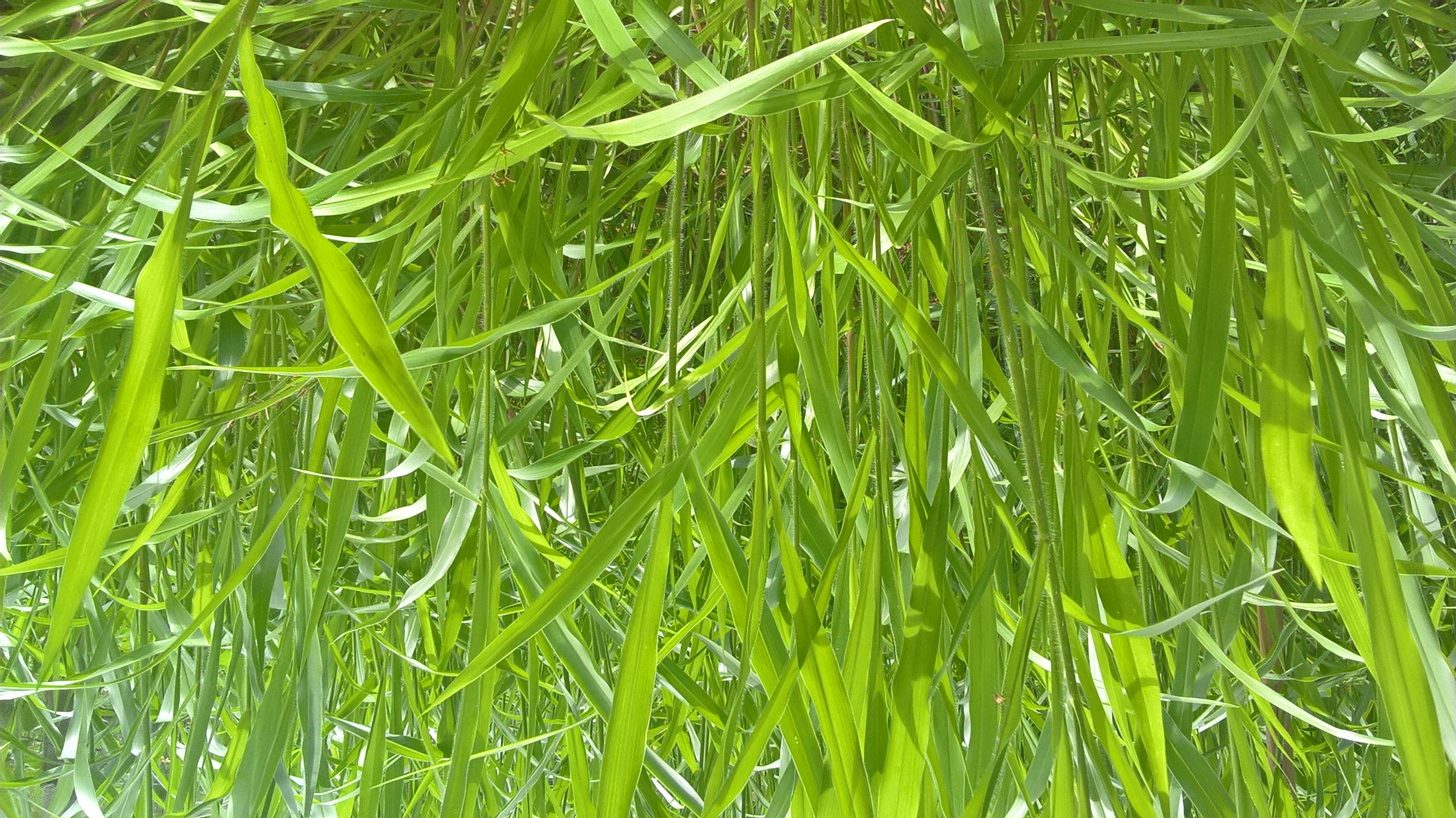 Cỏ Ruzi (Gói 100g) - Giống Cỏ Chăn Nuôi Chịu Dẫm Đạp