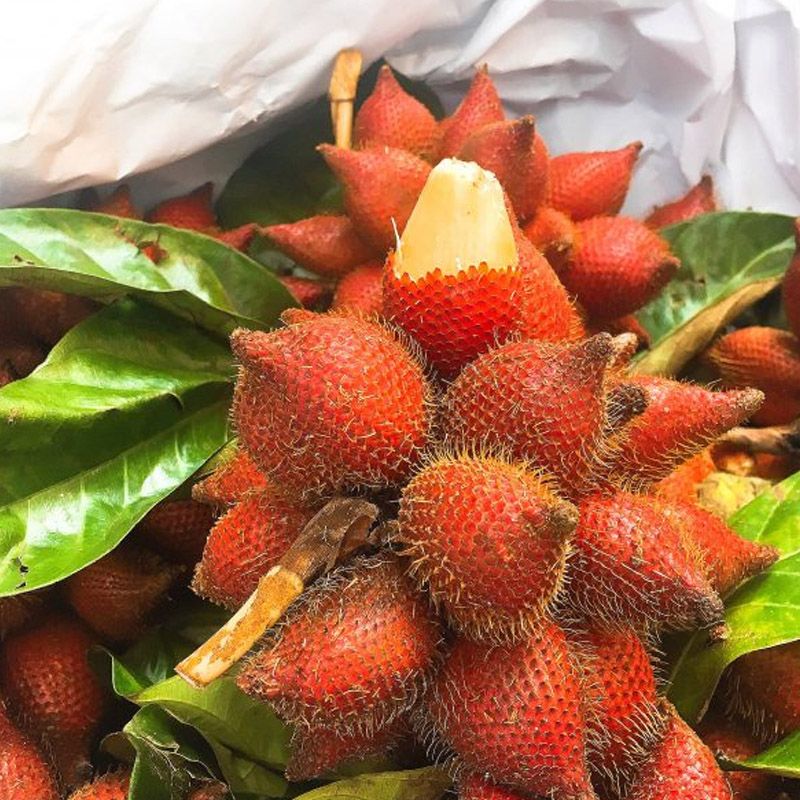 CÂY GIỐNG MÂY THÁI,SIÊU QUẢ SIÊU NGON, SIÊU KINH TẾ