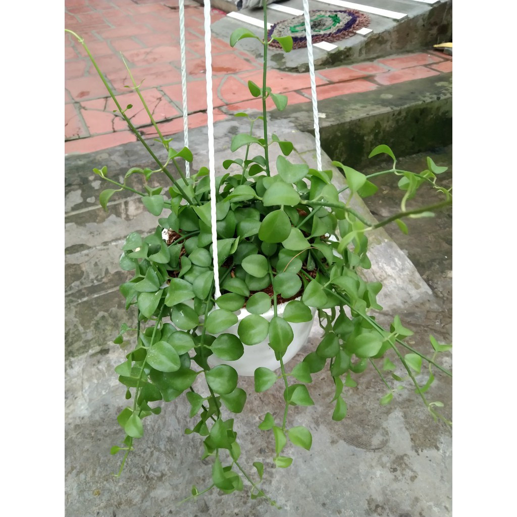 [Cây phong thủy] Lan Đôla - CayGiongTot