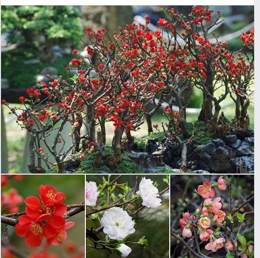 Hạt giống hoa mai trung quốc mix màu - 5 hạt