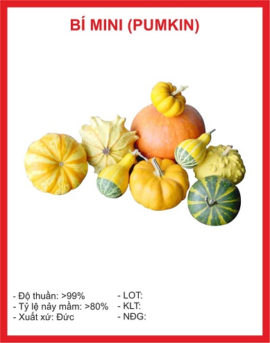 Hạt giống bí mini 10 hạt