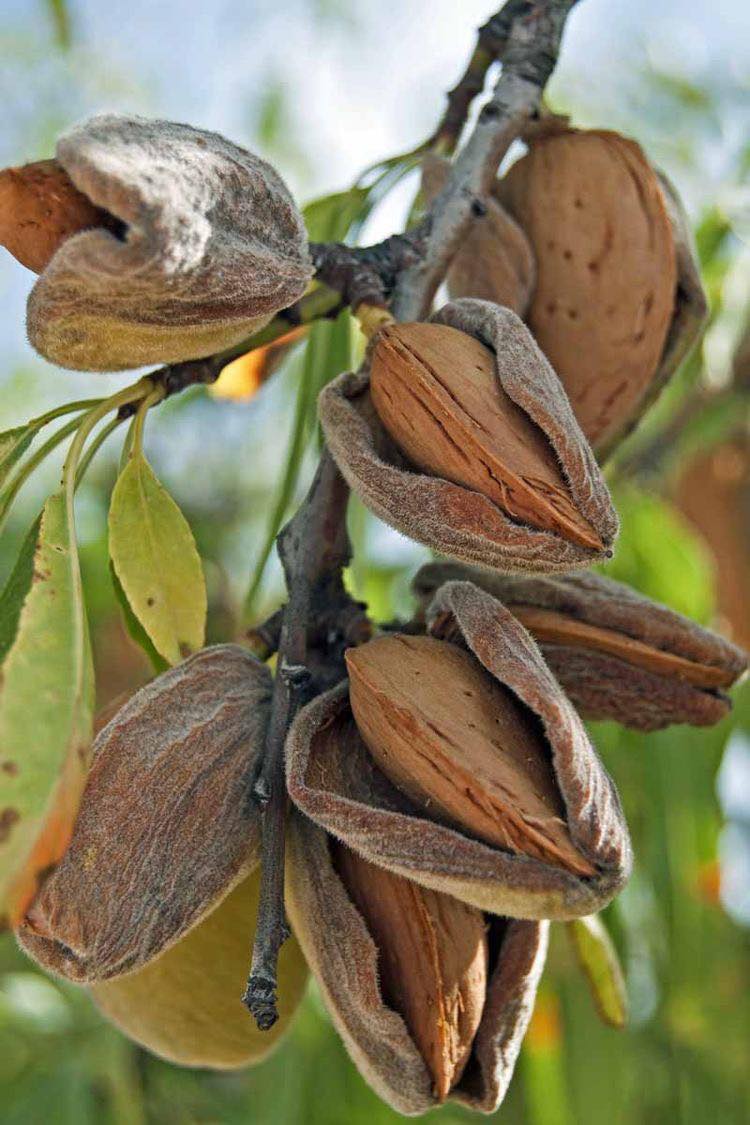 Hạnh nhân lát ngon nhập khẩu gói dùng thử 50gr