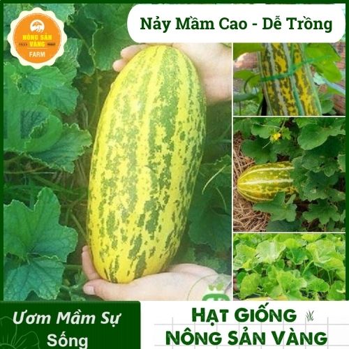 High yield monuyumei seed germination rate, growth and healthy, high yield -shallow yellow product