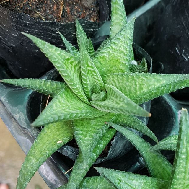 cây móng long xoáy