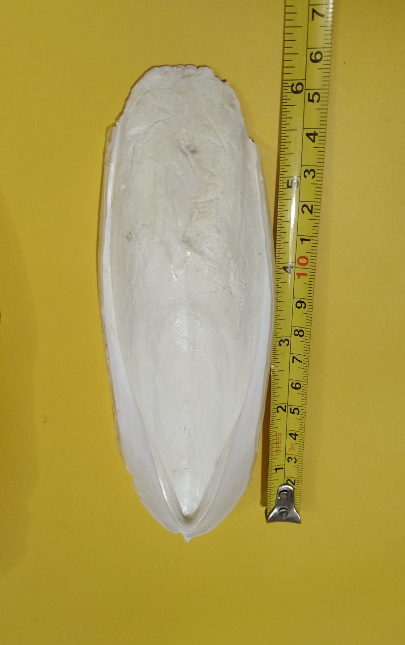1 NAN NHỎ (12cm-16cm) CHO CHIM, VẸT, YẾN PHỤNG