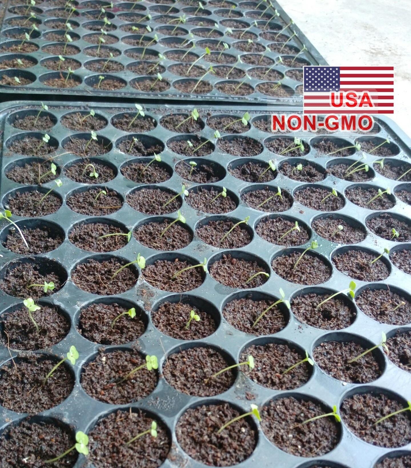 1Gr Hạt Giống Rau Arugula (B1.303| C18*W50*M158)