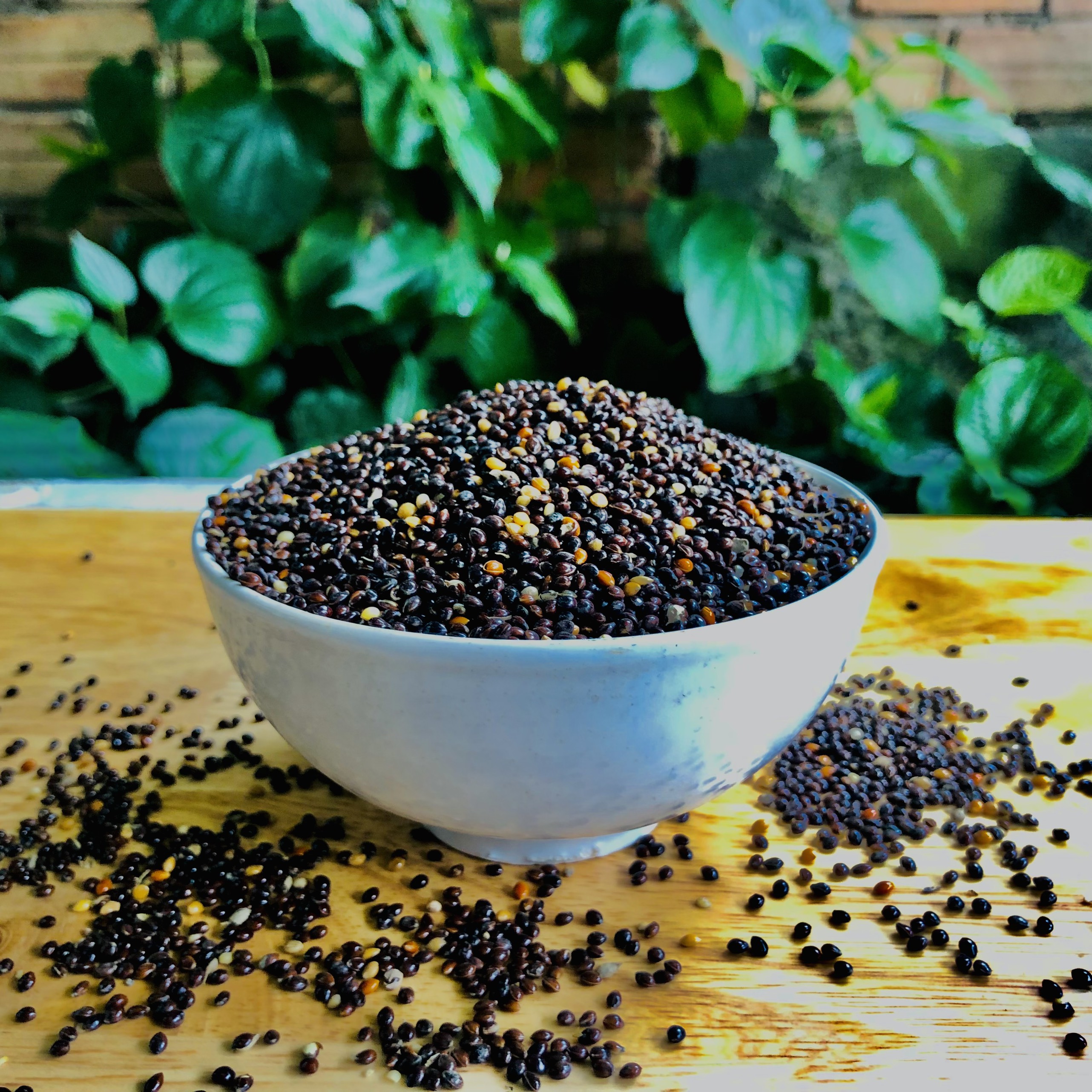 1Kg hạt kê đen, thức ăn chim cu gáy