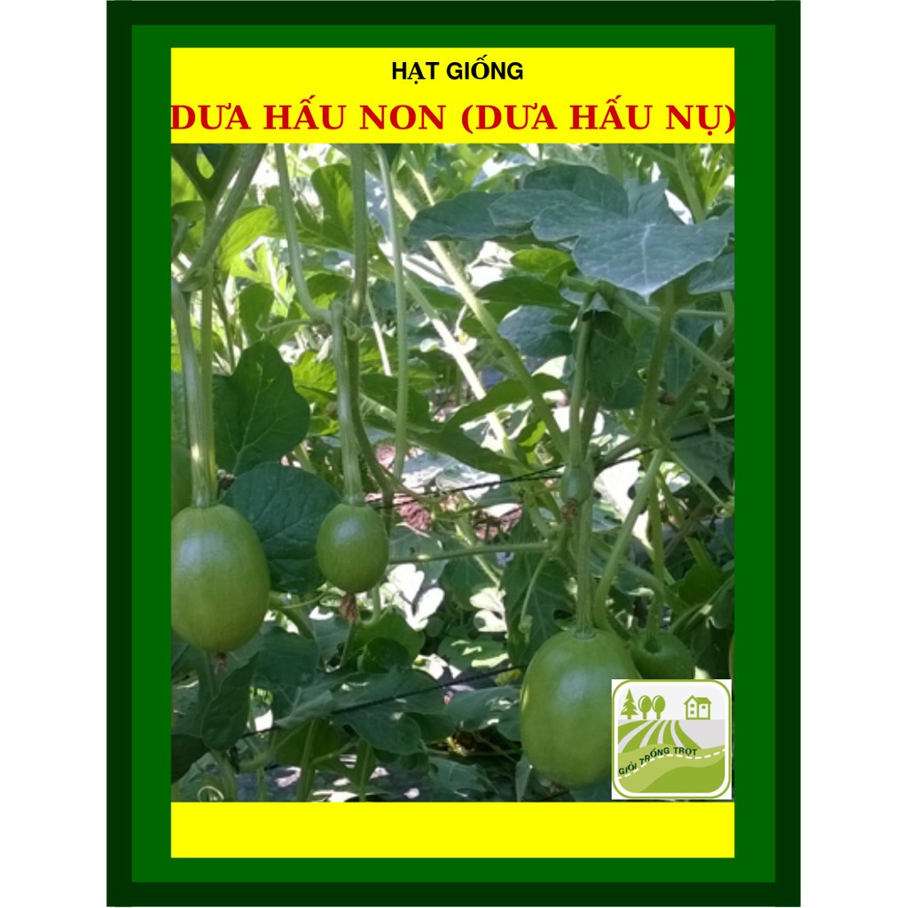 Hạt Giống Dưa Hấu Ăn Non Dưa Hấu Nụ 2Gram