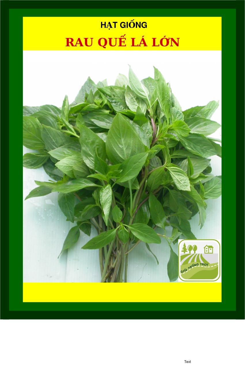 Hạt giống rau quế - 10gram