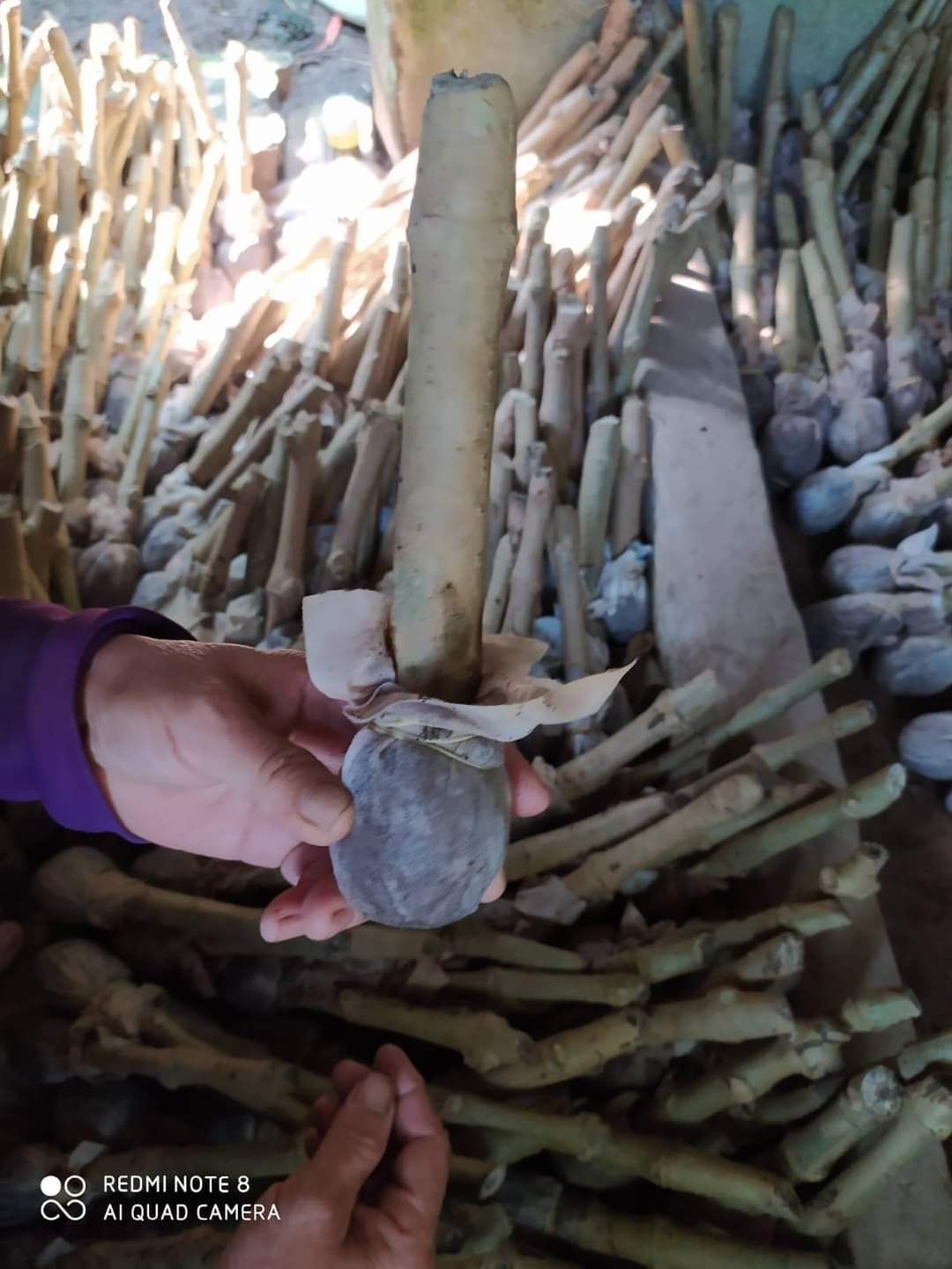 Cây Chè Khổng Lồ (10 Cây giống)
