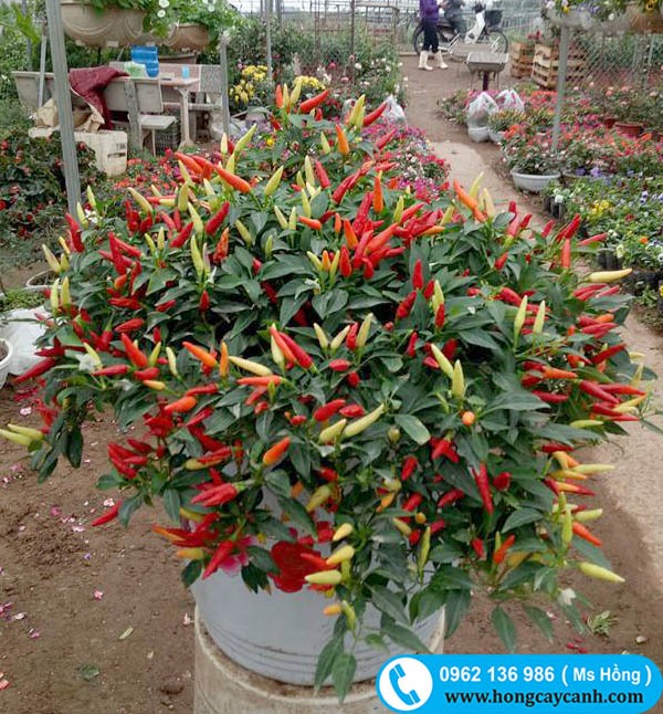 Hạt giống ớt chỉ thiên (gói 60 hạt)
