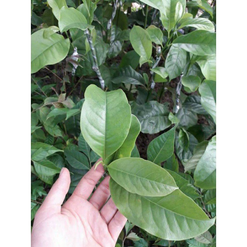 cây giống hồng giòn đà lạt