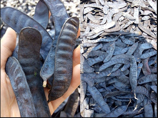 Quả bồ kết khô ( gói 0.5 kg)