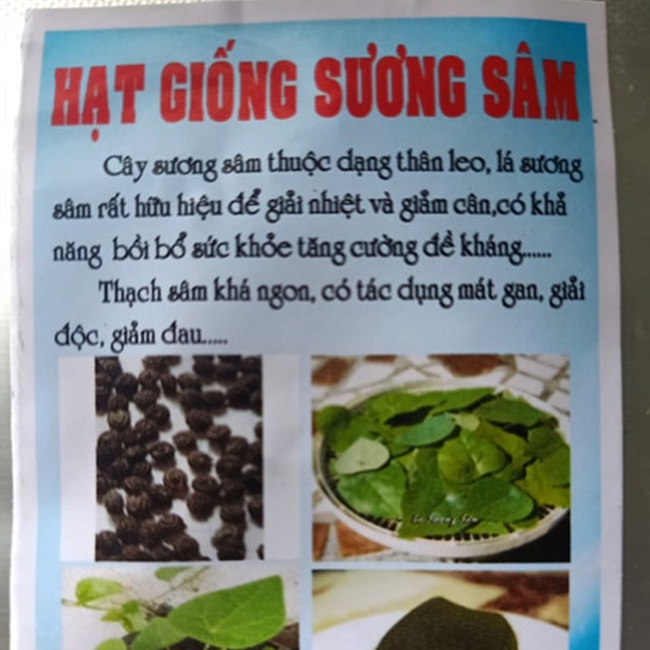 Hạt giống sương sâm