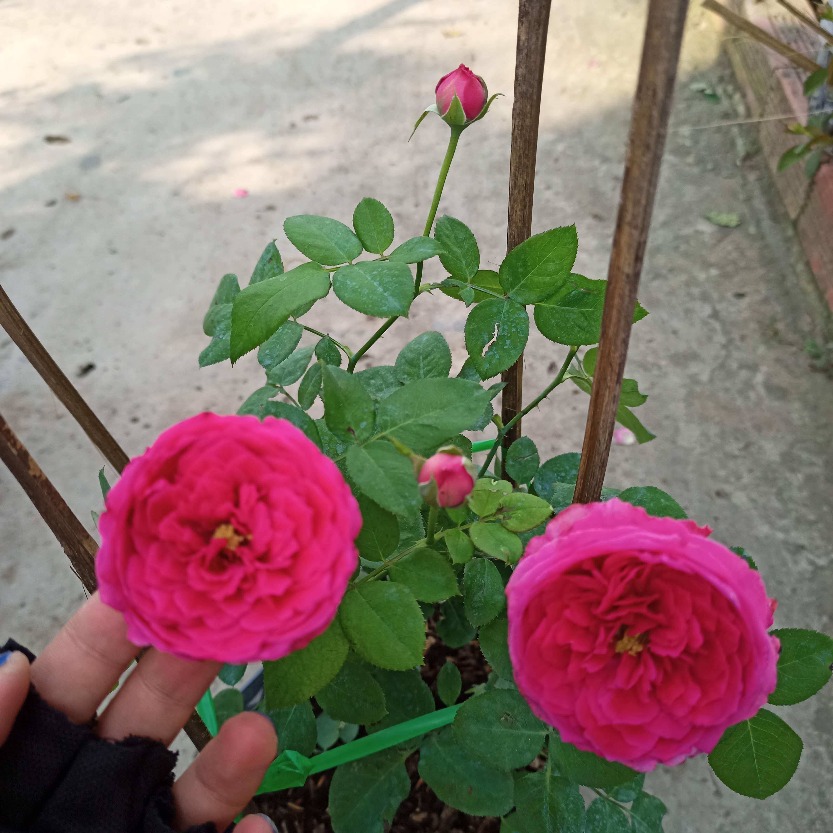Chậu cây hoa hồng Pas De Deux, giống Nhật C8 trưởng thành, sẵn nụ, đang hoa