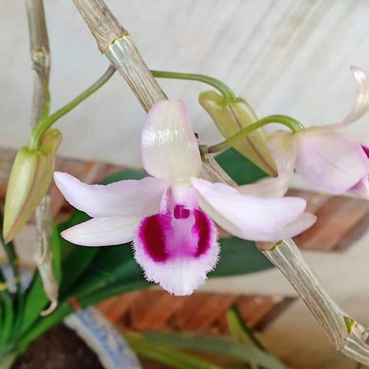 Giả hạc hàng kie tự nhiên đủ loại xổ số