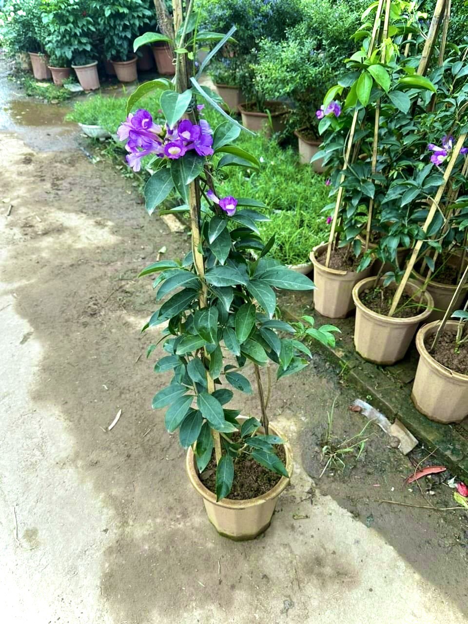Cây lan tỏi trưởng thành cao 1m (ảnh thật)