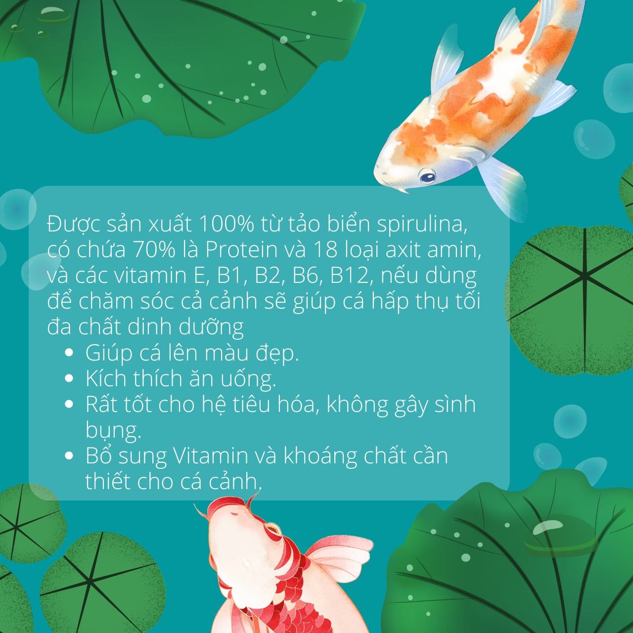 Bột tảo xoắn cho Cá Tép cảnh