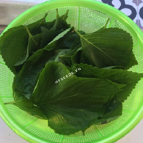 Gói 300 hạt giống lá mè Hàn Quốc