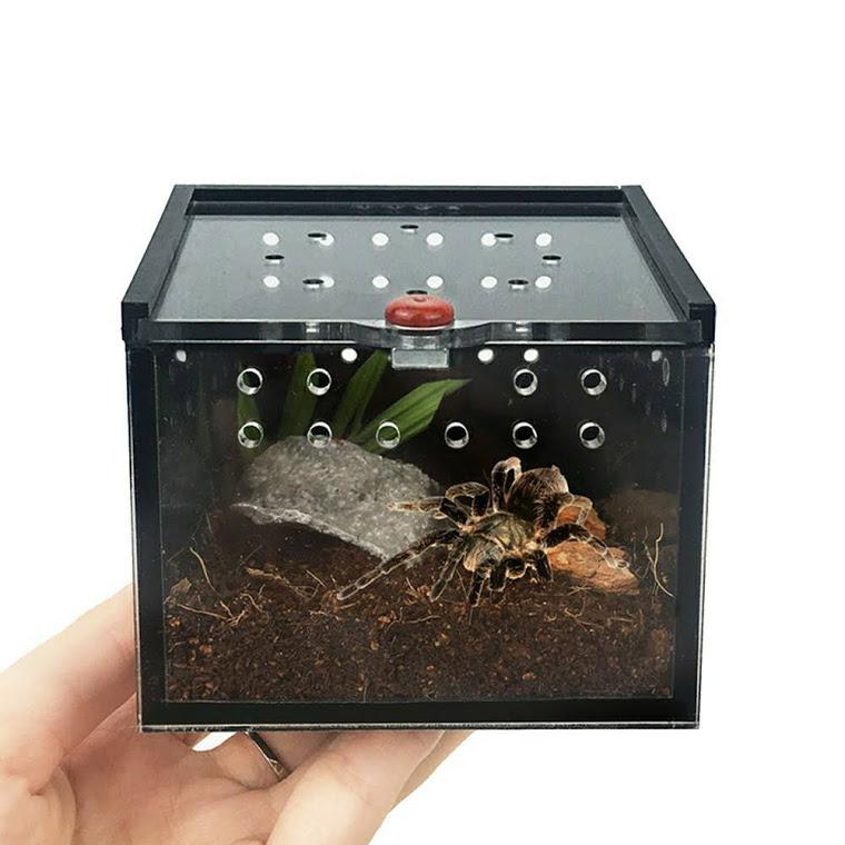 Hộp nuôi nhện bọ cạp bò sát nhỏ