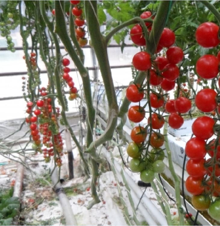 "Gói 20 Hạt " Hạt giống cà chua bi dây cherry quả đỏ