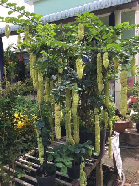 Cây Huyền trân công chúa