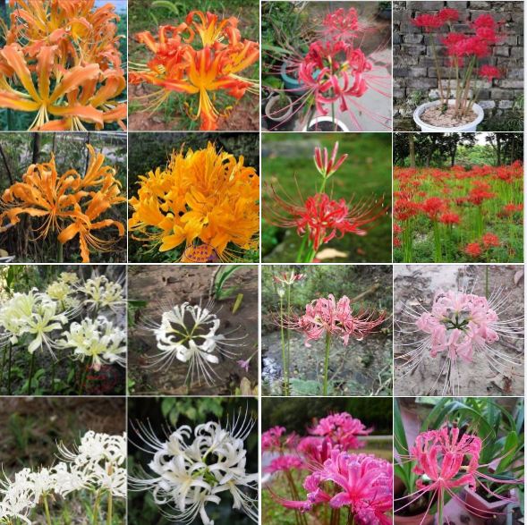 Bộ 4 củ hoa bỉ ngạn vàng đỏ hồng trắng - tặng 4 viên nén ươm củ