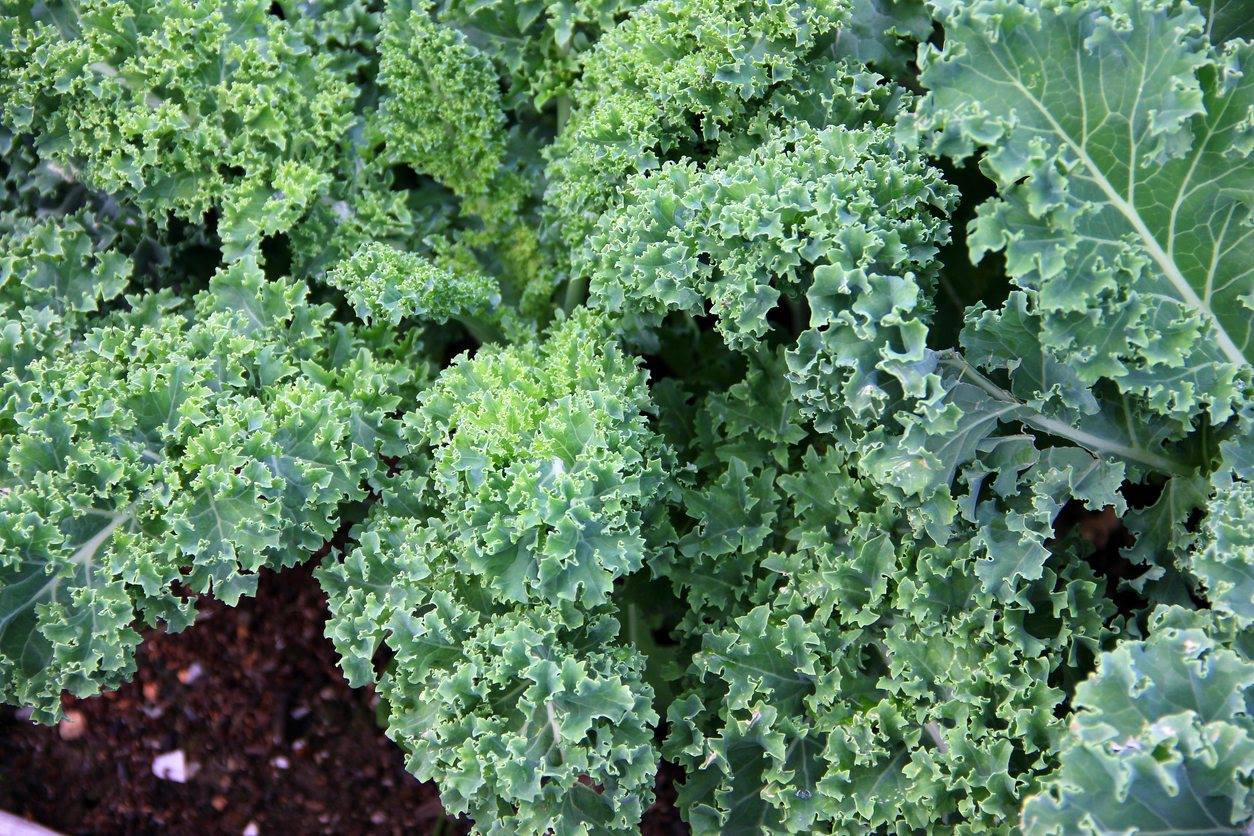 HẠT GIỐNG CẢI KALE XOĂN XANH