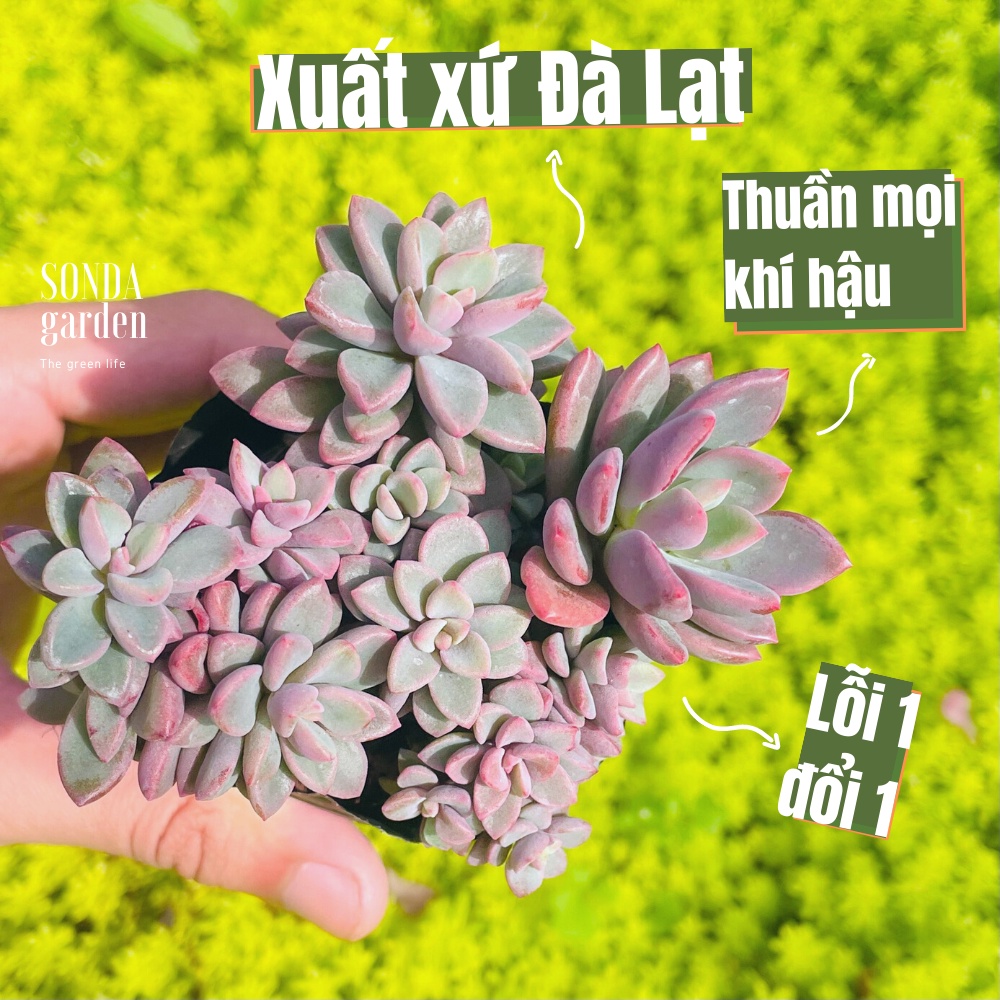 Sen đá aurora gem sonda garden size bé 5-8cm, cây cảnh trang trí nhà cửa, lỗi 1 đổi 1
