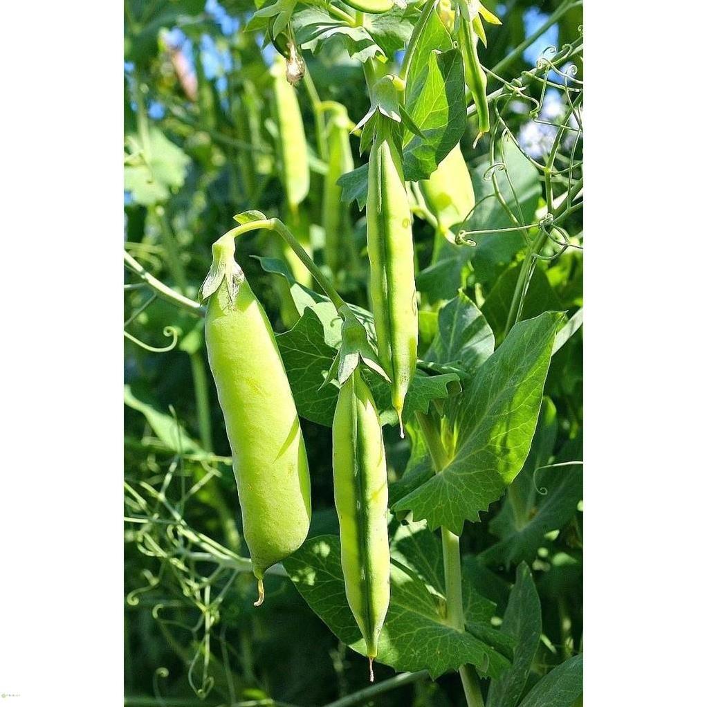 HẠT GIỐNG ĐẬU HÀ LAN - GÓI 20 GRAM