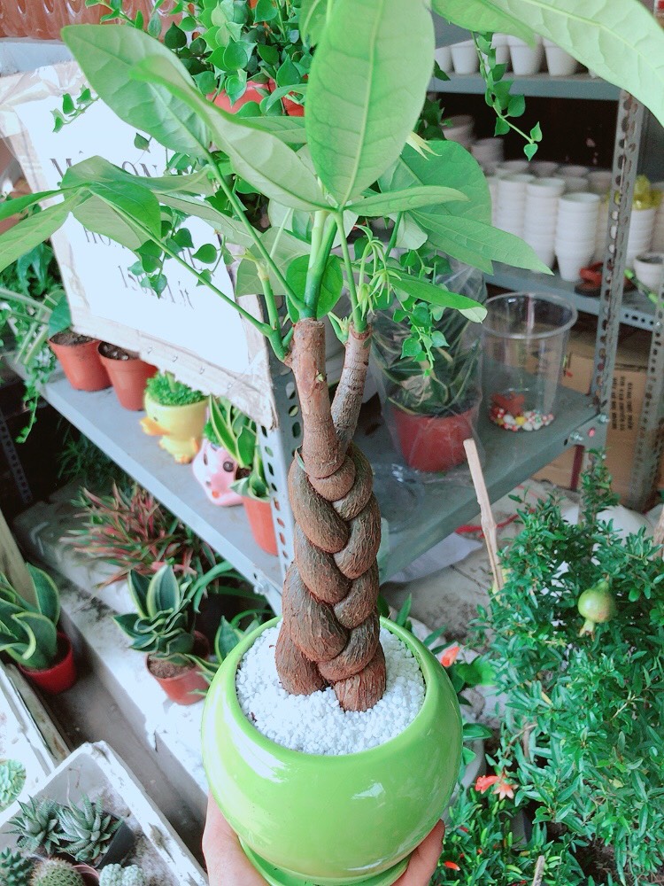 Cây Kim Ngân Thắt Bím