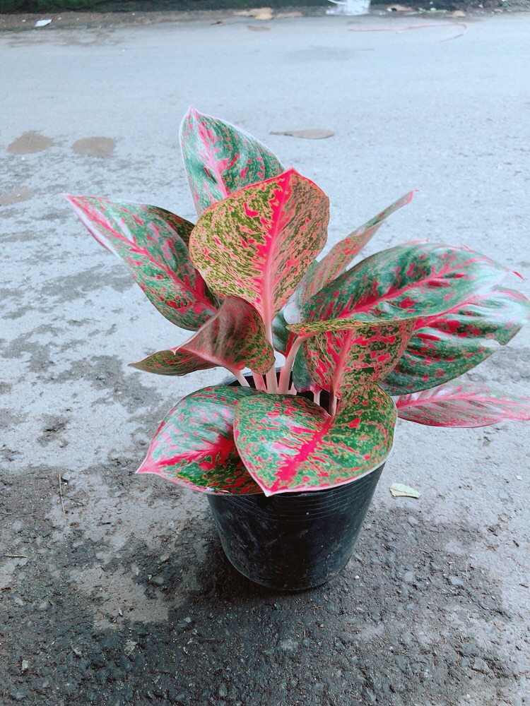 Cây Như Ý