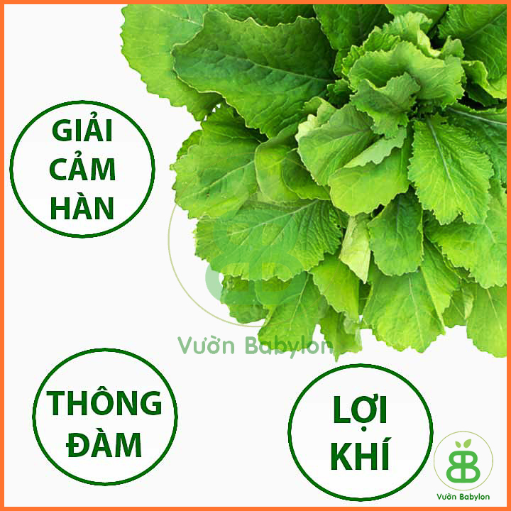 Hạt Giống Cải Bẹ Xanh Ăn Non 20Gr
