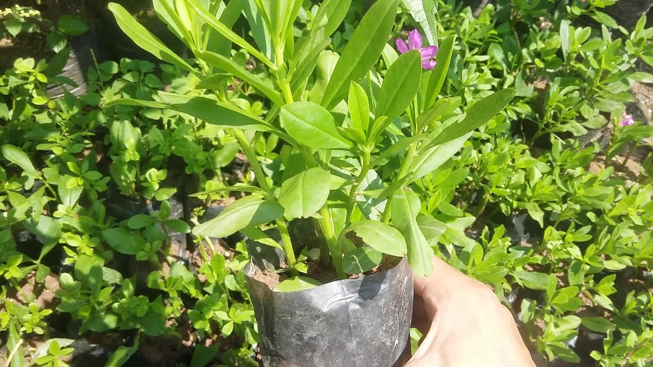 "Gói 15 Hạt " Hạt Giống Sâm Đất ( Thổ Sâm )