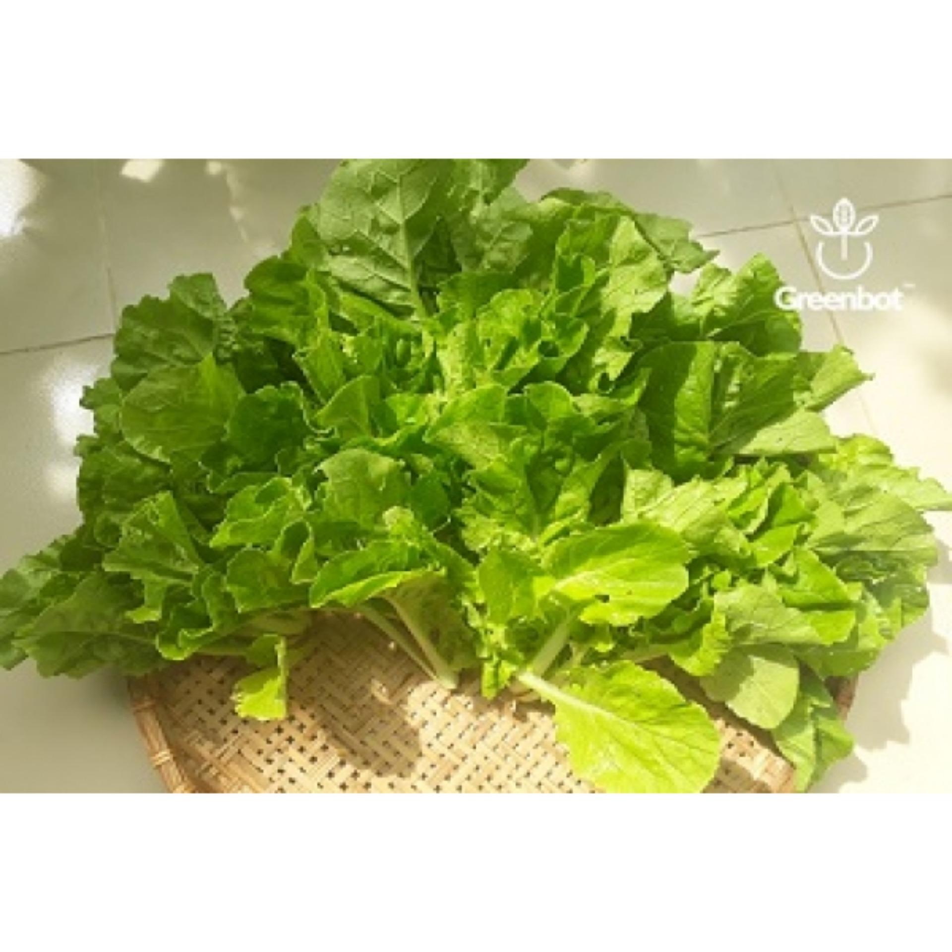 10g Hạt giống Cải dún