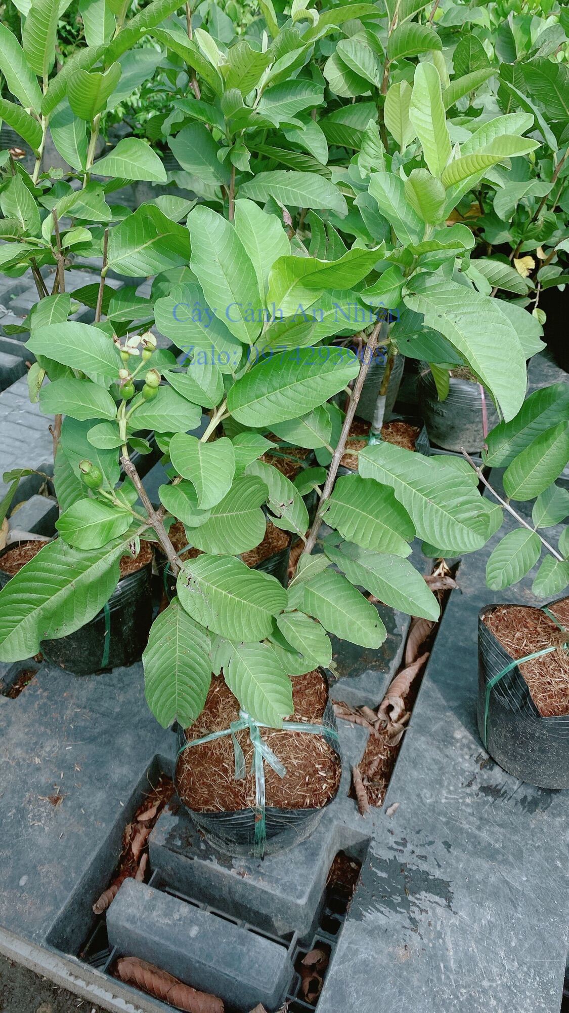 Cây Ổi Ruột Đỏ
