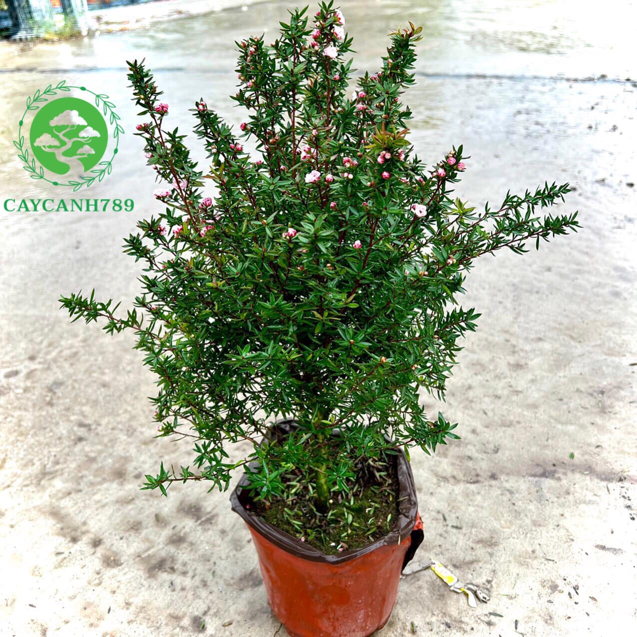 Cây nhất chi mai cao 50-60cm (ảnh thật