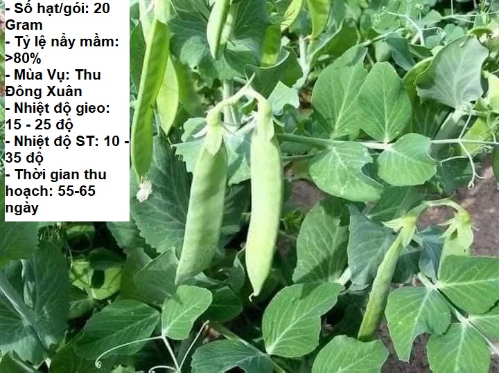 20Gram - Hạt giống đậu Hà Lan ST0015