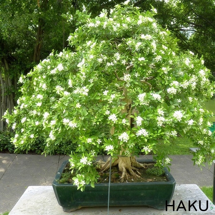 Giống cây nguyêt quế