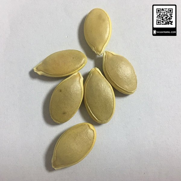 Hạt giống bí hạt đậu (bí đỏ hồ lô) quả dài F1