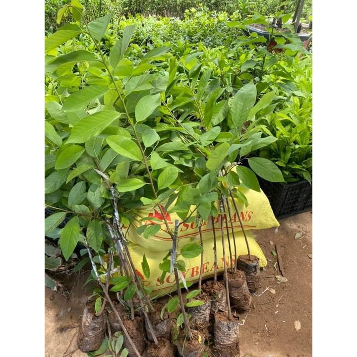 CÂY GIỐNG NA SẦU RIÊNG ( CÂY GHÉP MAU TRÁI)