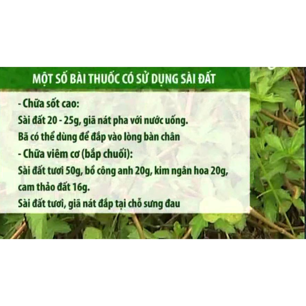 1kg lá sài đất tươi khách đặt mới hái