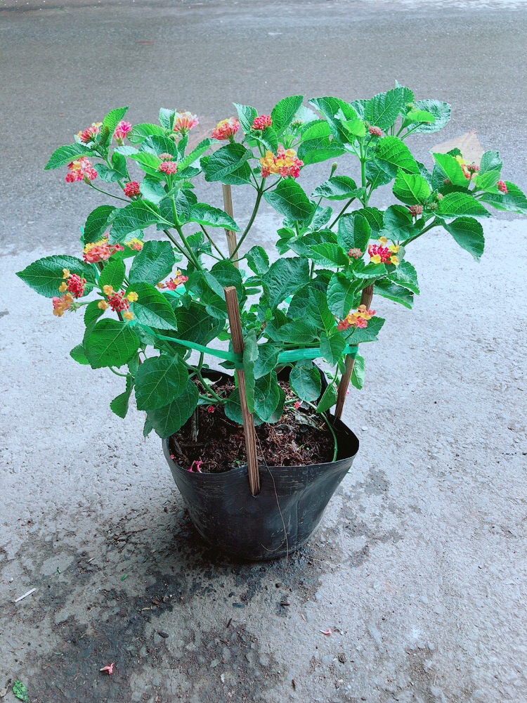 Cây Hoa Ngũ Sắc (có sẵn hoa)