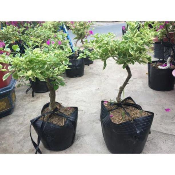 Cây bông giấy cẩm thạch